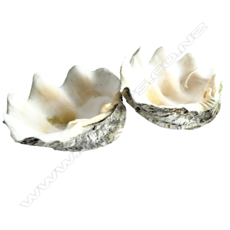 A pair of small giant clam shells, Image 1++